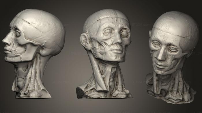 Анатомия скелеты и черепа (Офтальмологический образец, ANTM_0927) 3D модель для ЧПУ станка